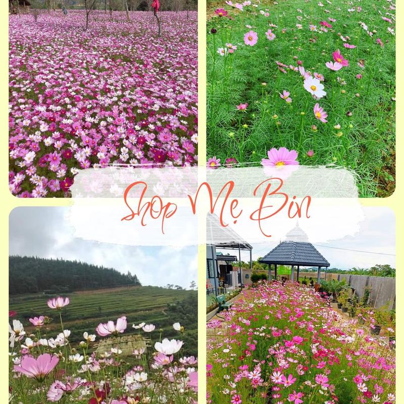 100gr Hoa Sao Nhái Mix Nhiều Màu sắc hồng đỏ,trắng,sọc viền... 9 màu dễ trồng dễ chăm sóc trồng chậu,sân vườn vùng đồi núi...