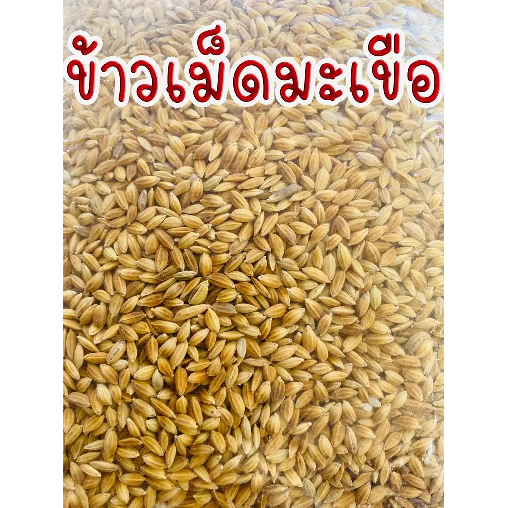 Thailand ข้าวเปลือกเม็ดมะเขือ บรรจุขนาด 1 กิโลกรัม  - ข้าวเปลือกใหม่ - ปลอดสาร เม็ดสวย  **เหมาะสำหรับนกทุกชนิด, ไก่ชน, ลูกไก่**