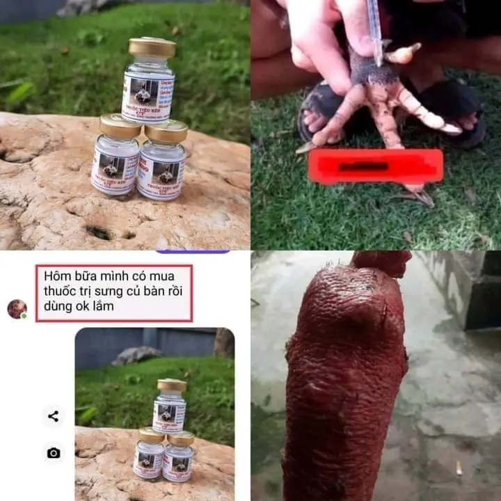 Thuốc đặc trị tiêu kén tô thanh