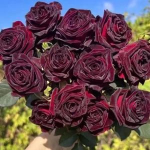 100 Granos Semillas de Rosa Pompón Flor Morada Oscura Rara de Colección Fácil de Cultivar Resistente al Calor Ideal para Jardineros