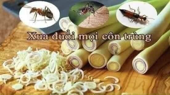 Product Introduction of {Tặng 1 Bàn chải}COMBO 4 CHAI NƯỚC LAU SÀN SẢ CHANH 1 LÍT Chất lỏng Làm Sạch sàn nhà 5