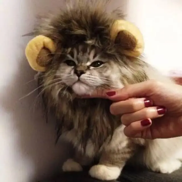 Topi Kucing Model Wig Rambut Singa Dengan Telinga Mainan Kostum Kucing Anjing Pet Cap Lion Hair Topi Kupluk Pakaian - Baju Kucing Anjing " TOPI RAMBUT SINGA" Dog Cat Toys - Topi Kucing Singa Cap Rambut Topi Wig Desain Singa Dengan Telinga Untuk Kostum 2
