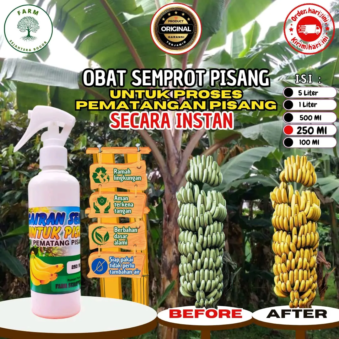 cairan pematang buah pisang karbit ukuran [ukuran 250ml] Daun Obat