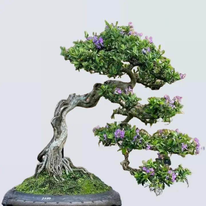  Cây linh sam 86 đã tạo dáng thuần chậu cây bonsai để bàn 