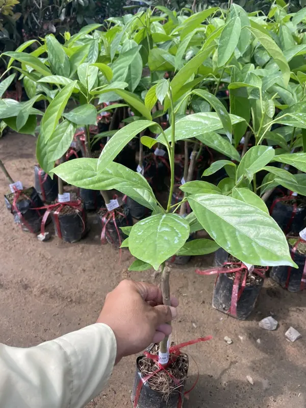 Cây giống Dâu xanh Gia Bảo (dâu da xanh), cây dâu xanh 6