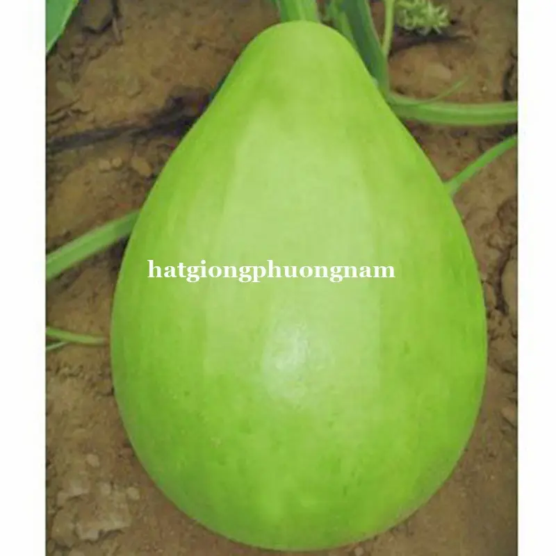 5 HẠT - HẠT GIỐNG BẦU TRÒN ĐÀ LẠT 1
