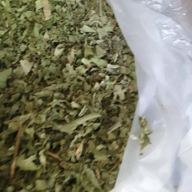 10 túi trà ổi non cắt nhỏ phơi khô vô túi lọc, súc miệng, gội đầu, uống giải khát và nhiều dược tính khác 2