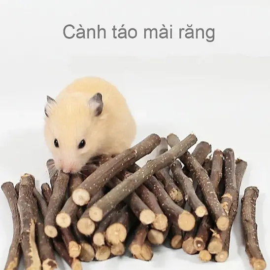 Cành táo mài răng cho hamster , thỏ, bọ ú ,sóc bay, chinchila v.v...