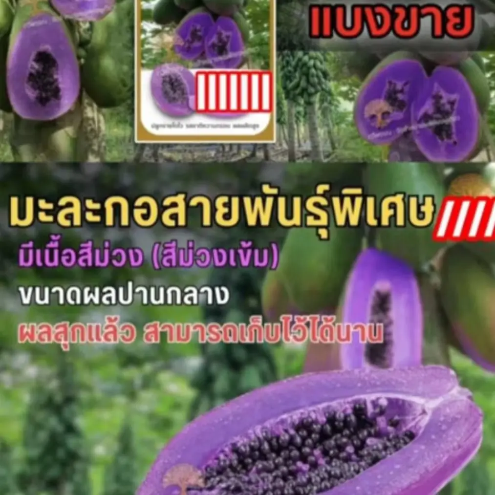 ￼มะละกอสีม่วง1ชุดได้20เมล็ด
