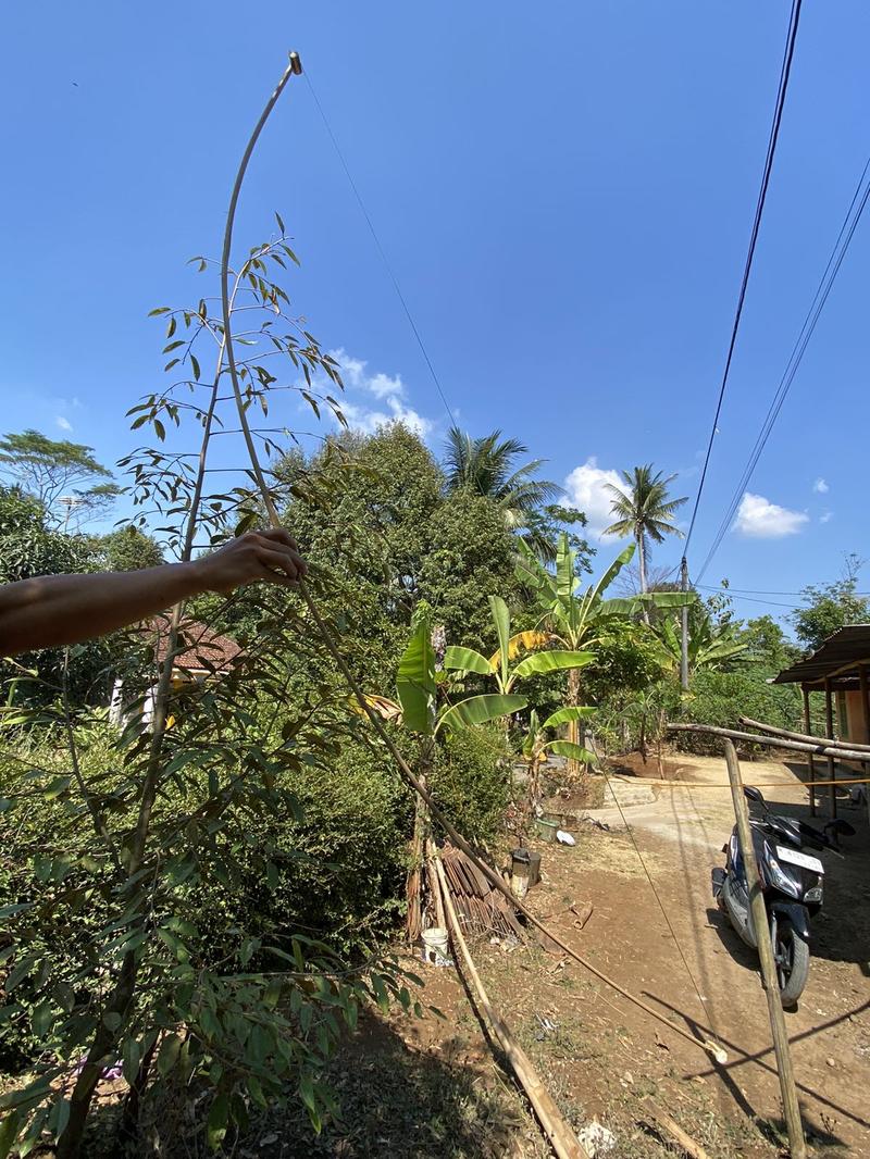 Product Introduction of Sendaren Sawangan Layang Gapangan Panjang 2 Meter cocok untuk gapangan 1 - 1,5 meter sudah sama pita suara cek video Bambu 2