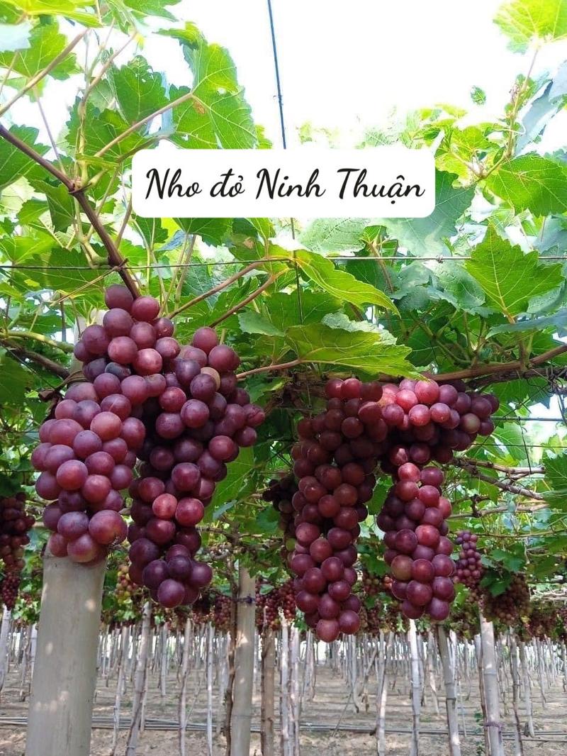 Product Introduction of Hai cây nho giống 1 kẹo 1 bailey 9