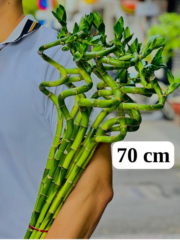 [M02-BÓ] - BÓ Cây Phát Tài ĐẦU RỒNG TRƠN 70cm 1