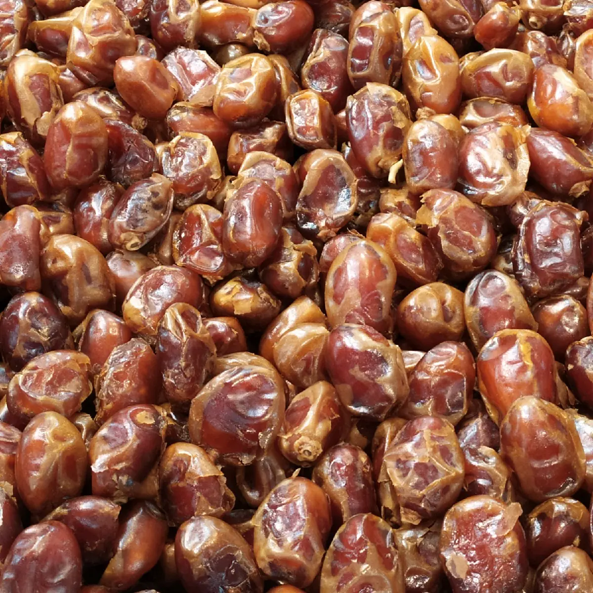 kurma kalas