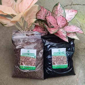 Media Tanam Untuk Aglaonema