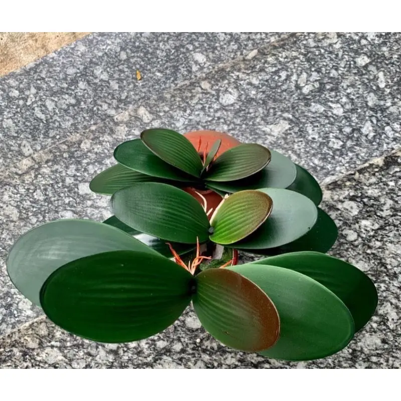 Lá lan cao su -Lá giả trang trí
