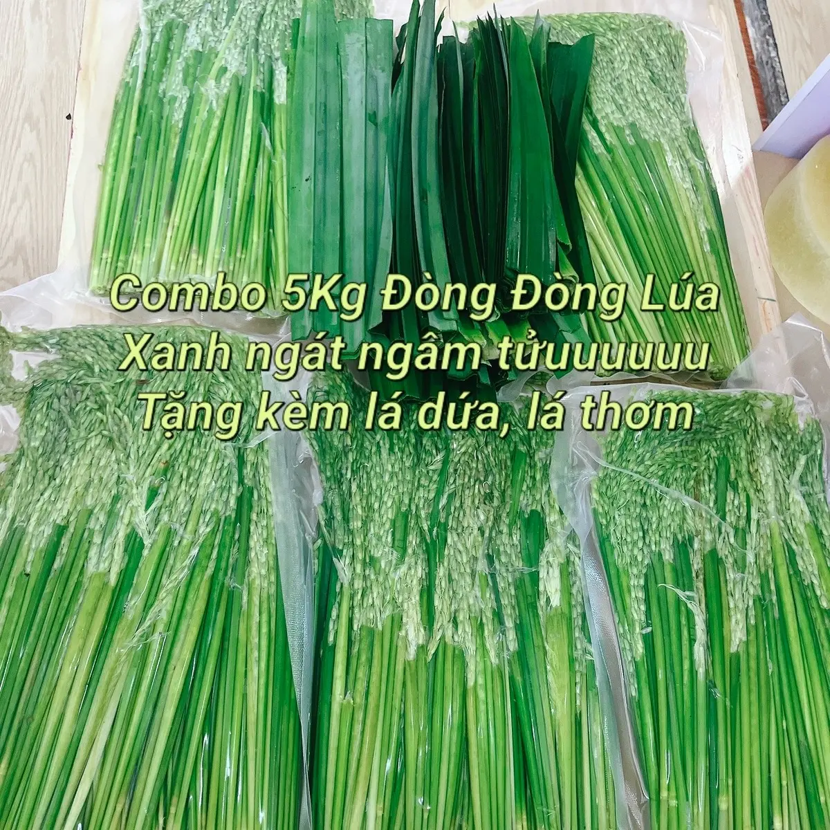 5Kg Trà Đòng Đòng Ngâm Sinhtố Gạo Thơm( Khách ở xa shop đóng thùng xốp lạnh bảo quản gui xa)