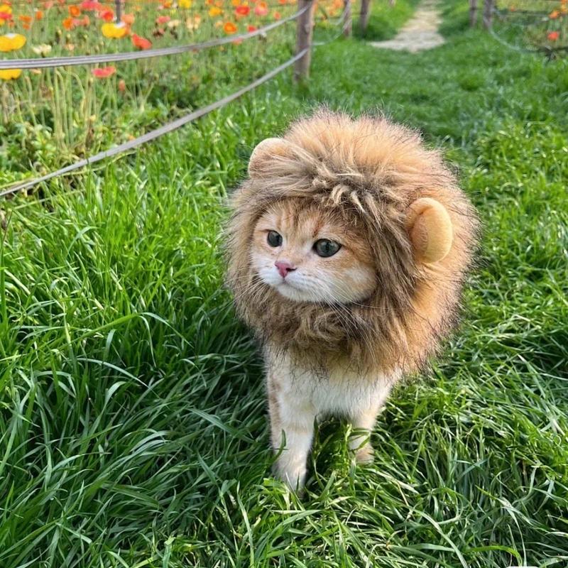 Tudung Kepala Singa Kucing Haiwan Peliharaan, Rambut Palsu Singa Kucing ...