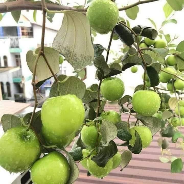 Product Introduction of Cây giống táo thái - cây tháp cành ( cây xanh tốt)- Cây táo nhỏ 5