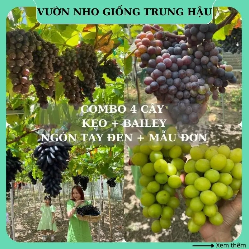 COMBO 4 Cây nho giống Kẹo Bailey Ngón tay đen Mẫu đơn 0
