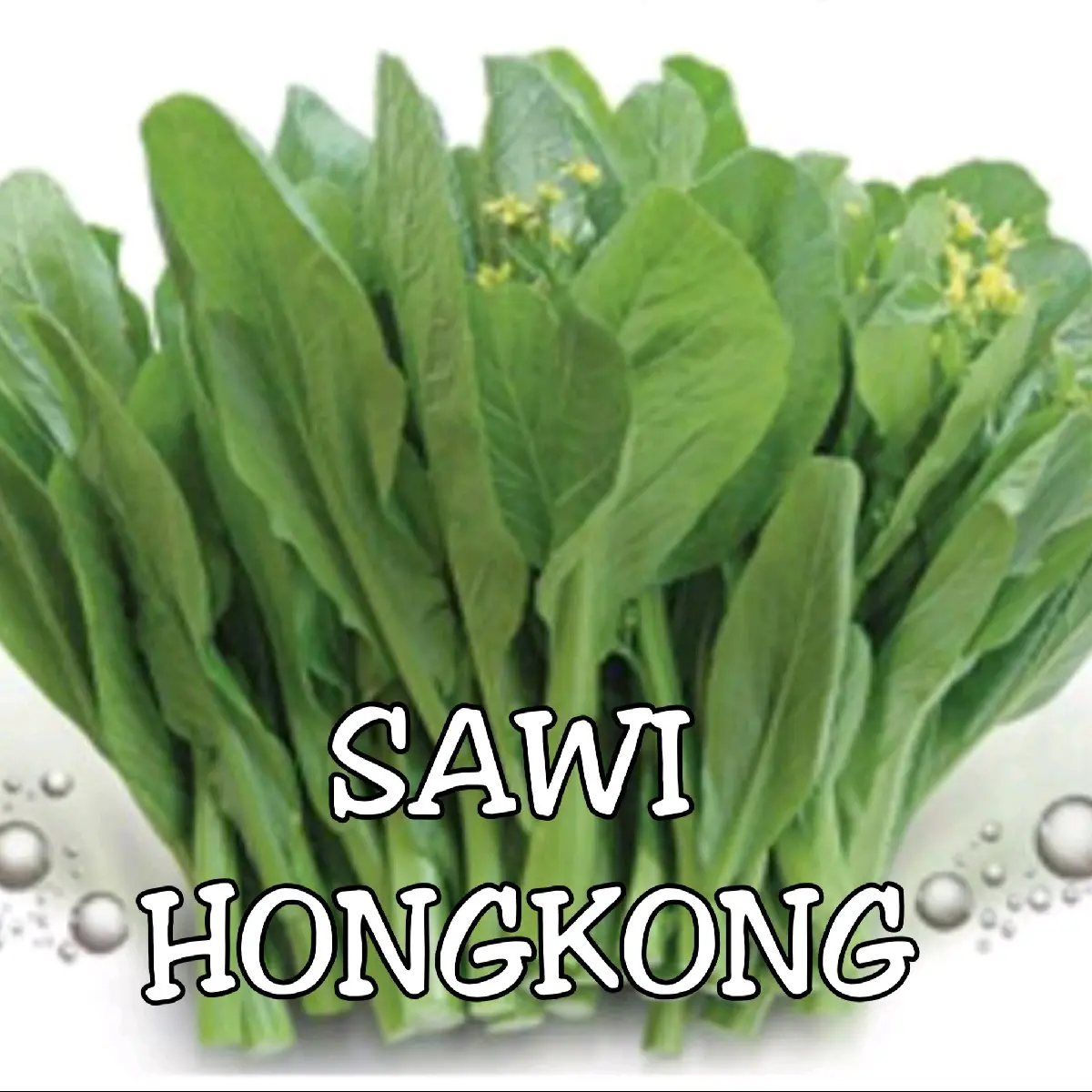 Benih sayur Sawi Hongkong/Sawi Bunga