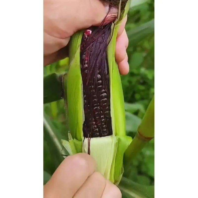 Benih Jagung Jepang Ketan (Pulut) Hitam Original 100% 1
