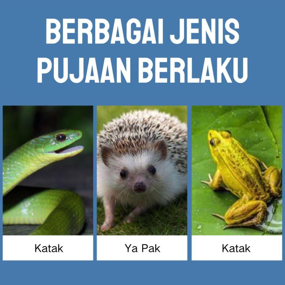 Terbaik untuk Ikan Kadal & Buaya: Lampu Kepiting Berjemur UVB & Pemanas, Suhu & Kecerahan Dapat Disesuaikan – Model [Model Name], Panjang [Panjang cm], Lebar [Lebar cm]