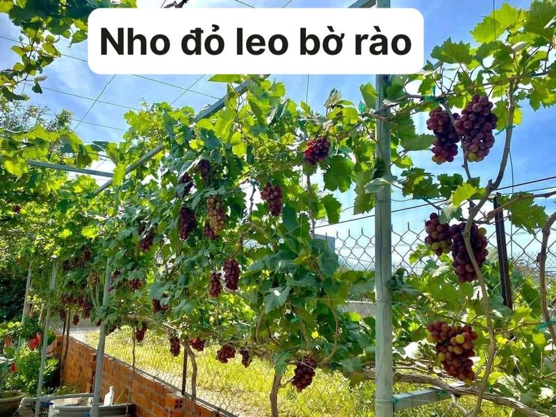 Product Introduction of Hai cây nho giống 1 kẹo 1 bailey 4