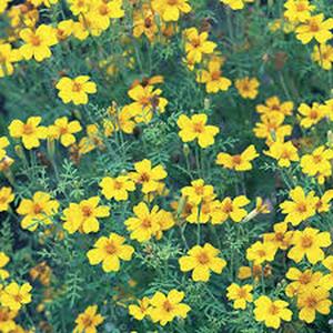 10 Granos Cempasúchil Cola de Pavo Real Flores Densas Serie Hemisférica Amarillo Sólido Flores Sencillas Amarillo Dorado Luminoso