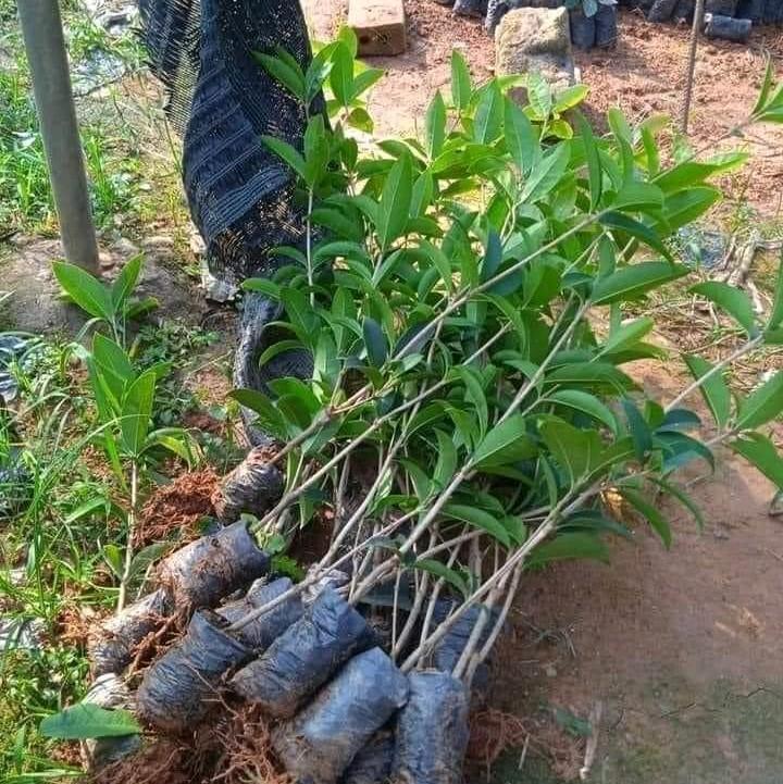  Combo 10 cây  tặng 2 cây  giống mộc hương ta hoa vàng cao 30cm 