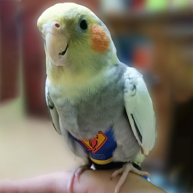 Product Introduction of Super Hero Parrot Diaper Flight Suit Diaper Clothes Parrot Parakeet Pigeon Medium Large Pet Bird #464679 37