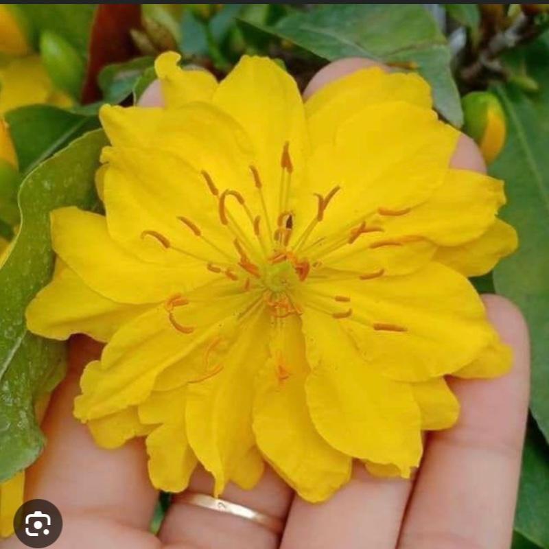 Cây Mai vàng ghép Siêu Nụ ( cao 40-50cm ) chơi tết 2026