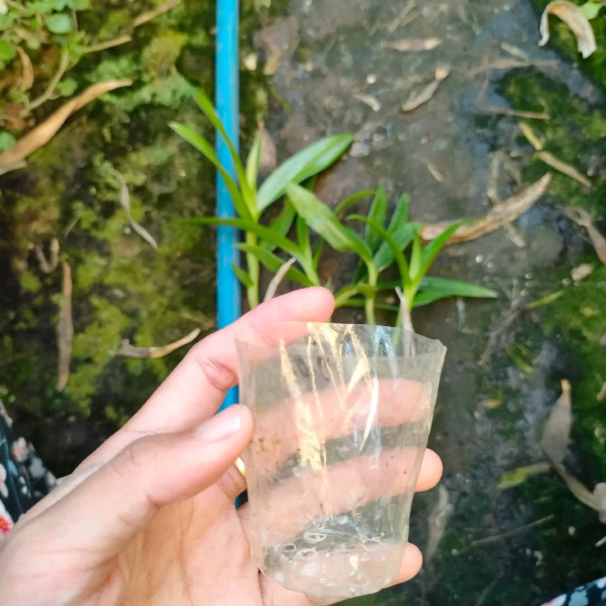 Obral pot plastik dendro