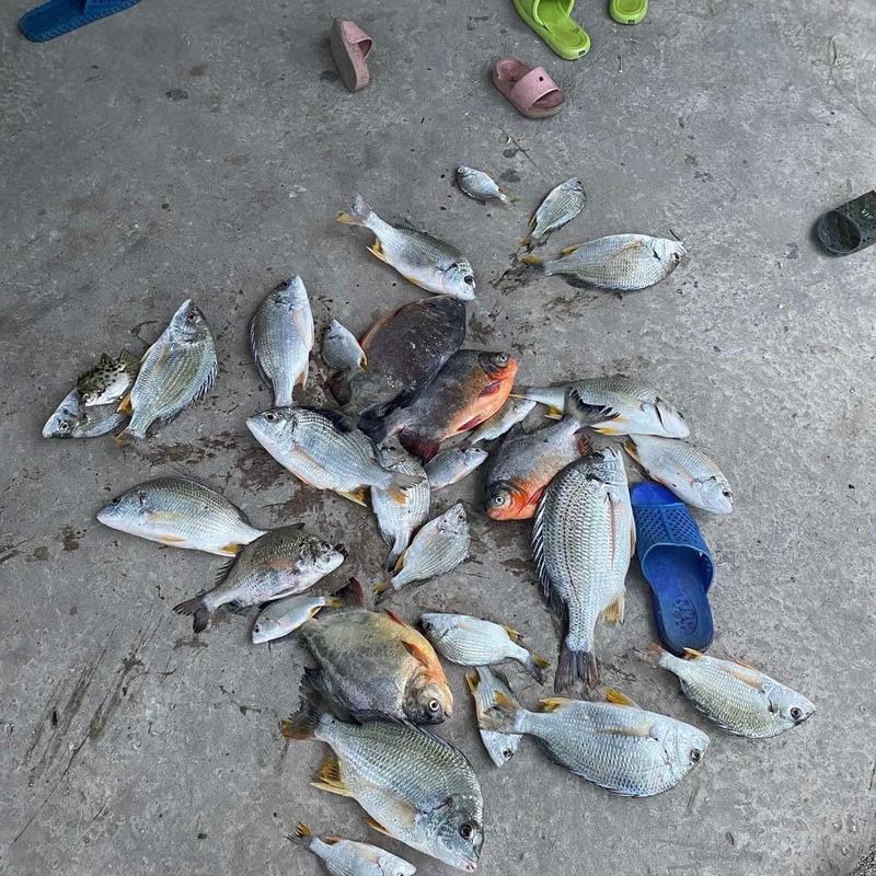 Mồi bột Ikada , iso chuyên Tráp , Hanh, rìa, bagai, cá song Fishing 6