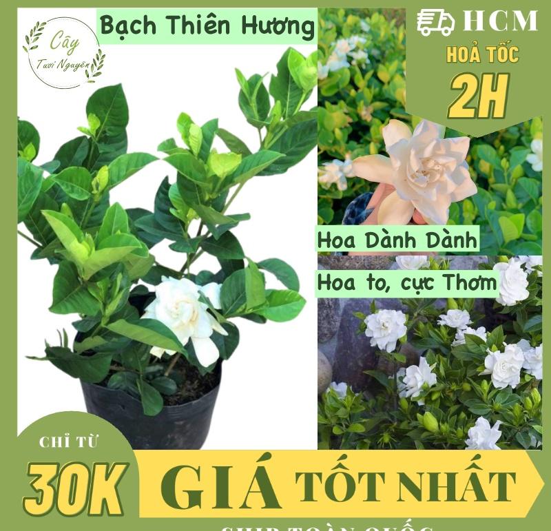 CÂY HOA DÀNH DÀNH (BẠCH THIÊN HƯƠNG), cánh kép hoa cực Thơm, (cao 25cm), cây cảnh decor, cây trang trí nhà nội thất, khoẻ đẹp, GIÁ RẺ, lọc không khí, Cây Tươi Nguyên CTN1715
