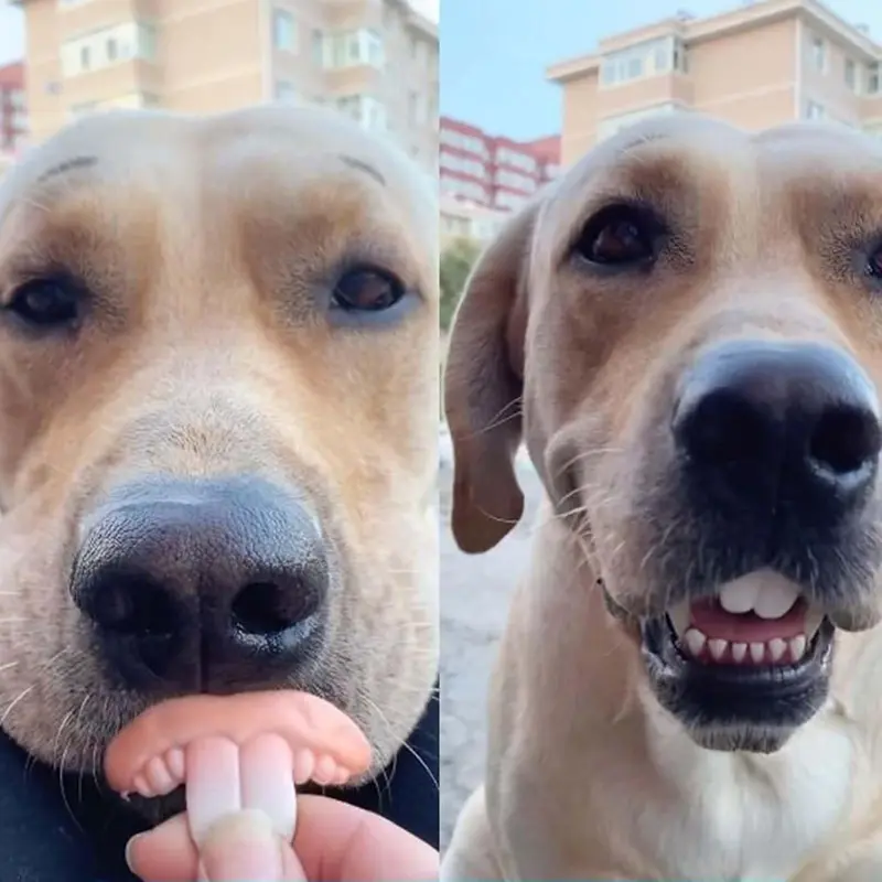 Fake Teeth Dog Toy, 3 Counts Funny Dentures for Dogs, Creative Humorous Durable Tear Resistant Dog Toy, Dog & Cat Accessories 6