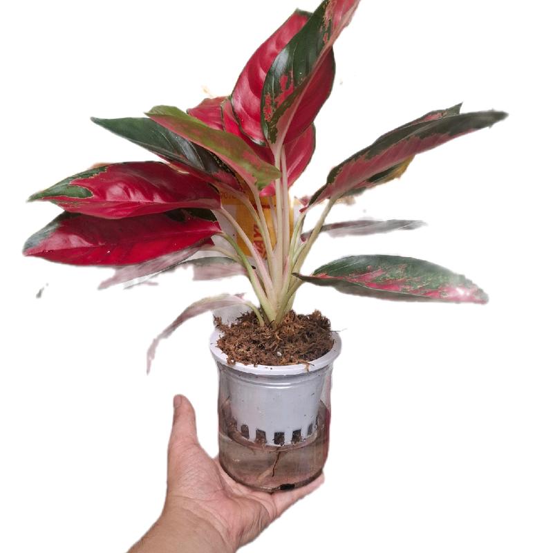 Cây Huyết Rồng ( Combo 2 thân/ chậu) màu siêu đậm, đỏ huyết, trồng trong nhà, cây rất đẹp 4