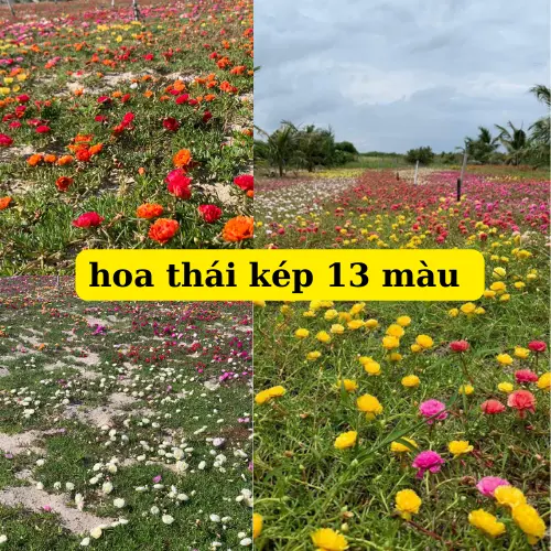 hoa mười giờ thái kép 12 màu khác nhau. cây dễ phát triển nhiều màu hoa 3