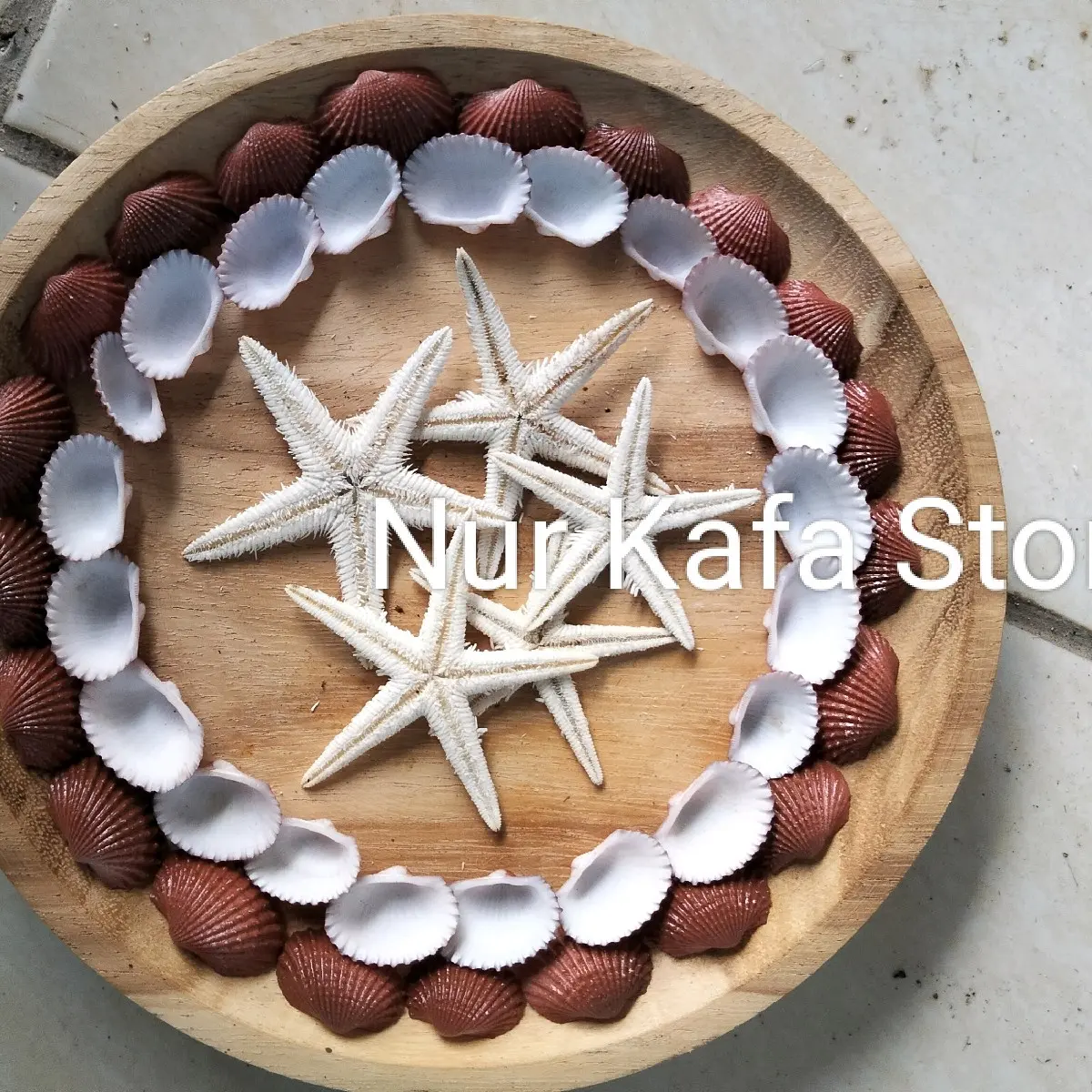 Cangkang Kerang Bintang Laut  kering 10 pcs untuk prakarya