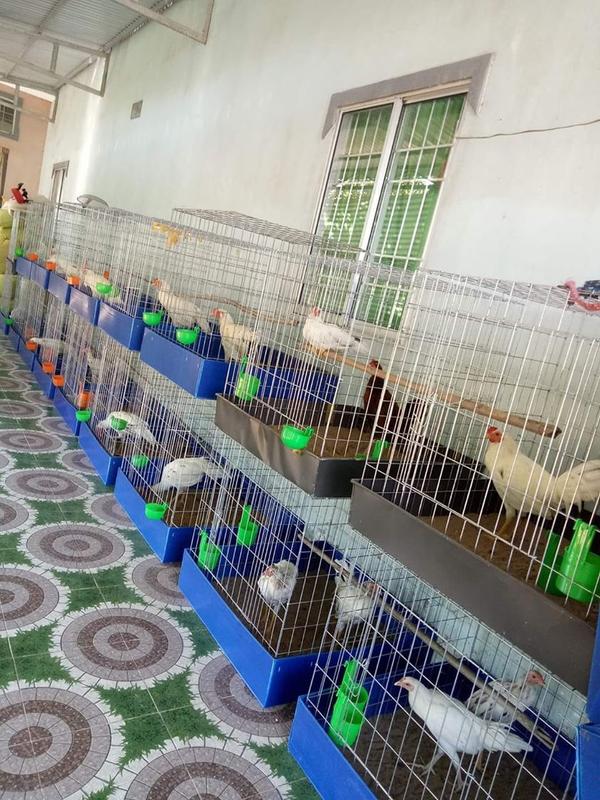 Chuồng Gà , Lồng Gà 80V, 80X1M,80X1M2 và 60 [hàng ráp sẳn]Nội Thất Cho Thú Cưng  lòng gà chọi , chuồng ga láp ráp ,lòng ga vuong, chuồng gà vuông , lồng & phụ kiện lồng & phụ kiện thép