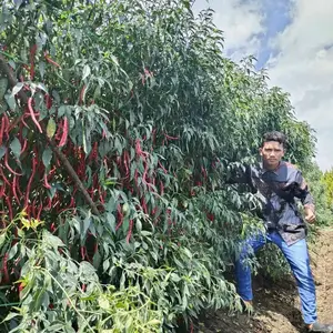 Benih Cabe lokal Merah Keriting Tinggi 2 meter Bibit