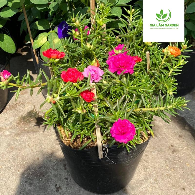 Hoa Mười Giờ thái nhiều màu, nụ sẵn dễ chăm sóc | Trang trí ban công, sân vườn, hàng rào, thu hút ánh nhìn.