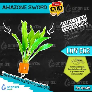 Amazone Sword Tanaman Tumbuhan Aquascape Low Co2