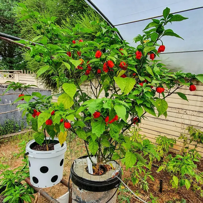 Benih Cabe Carolina Red Reaper Merah Cabai Pedas Heirloom Premium - Benih Seribuan 3