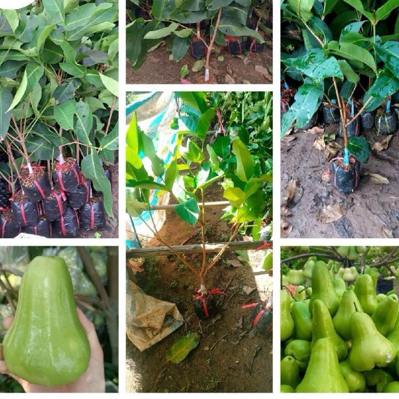 Cây giống Mận Tam Hoa ( Cây chui or chiết cành)