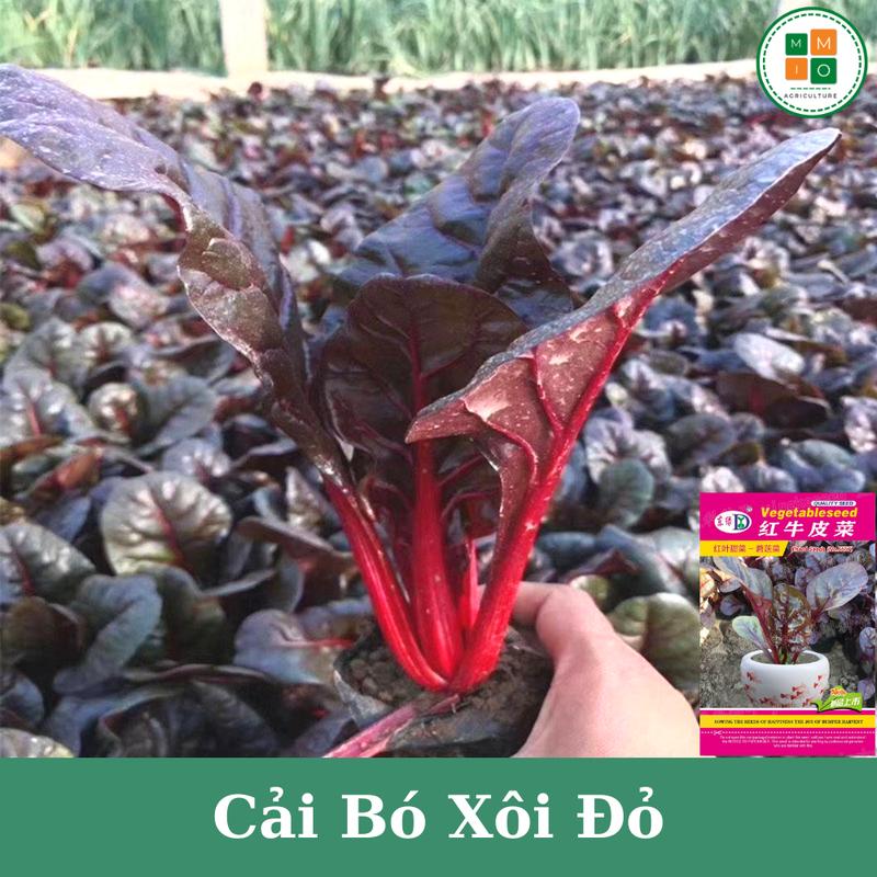 Hạt giống rau cải bó xôi đỏ rất giàu dinh dưỡng