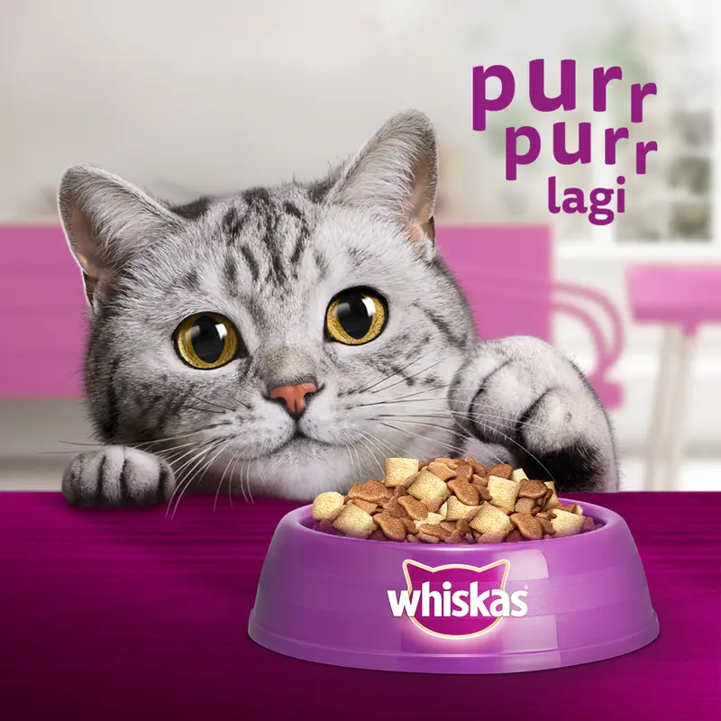 Whiskas Makanan Kucing Kering Junior 1.1 kg dry  food 1