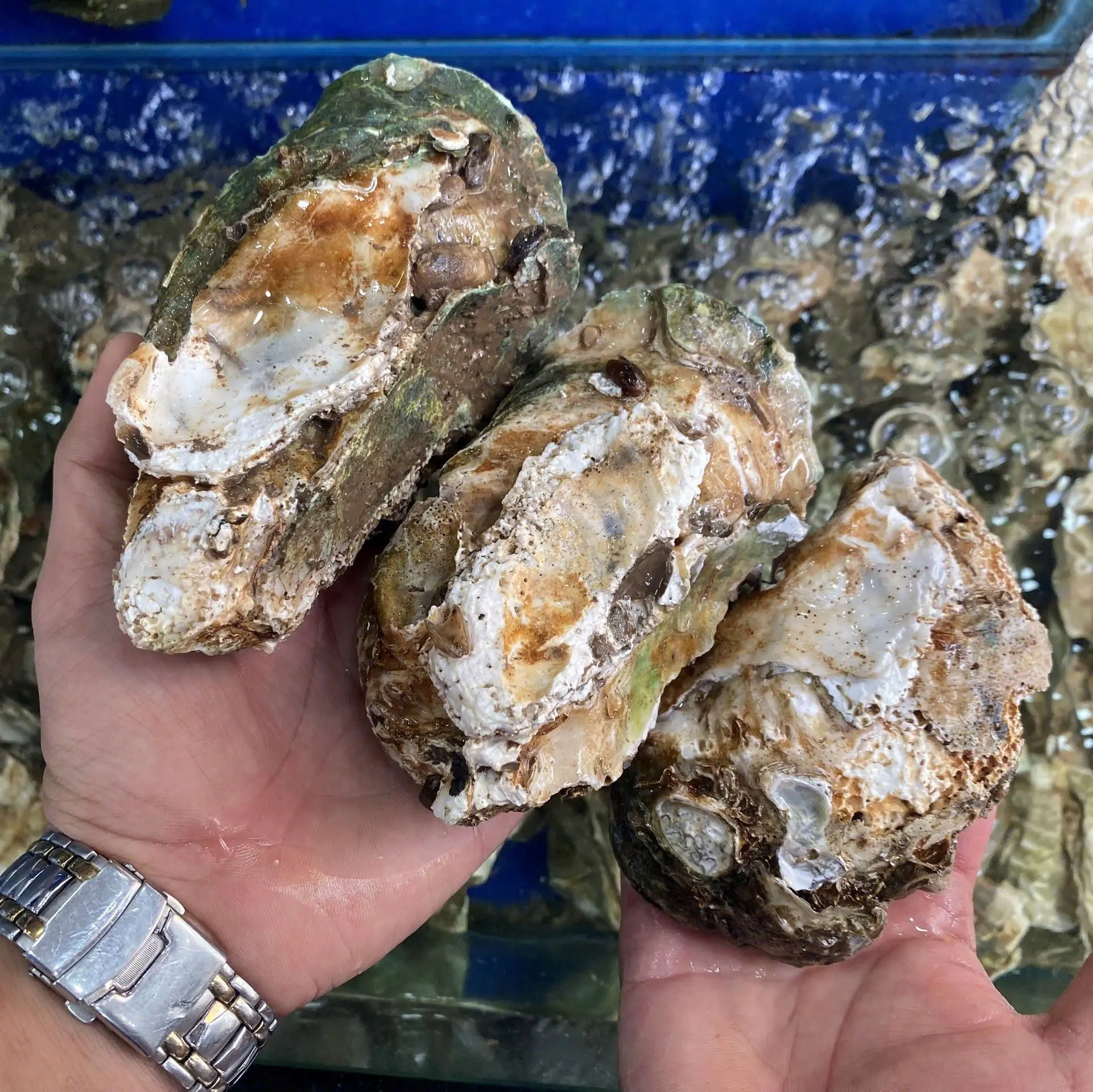 [Giao nhanh 2h] (1 CON) Hàu Đại Dương Tươi Sống - Hải Sản Hoàng Gia - HCM