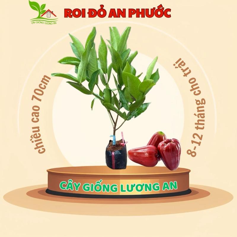 Cây giống Roi Đỏ Thái Lan, mận An Phước đặc ruột, không hạt, giòn ngọt siêu thị