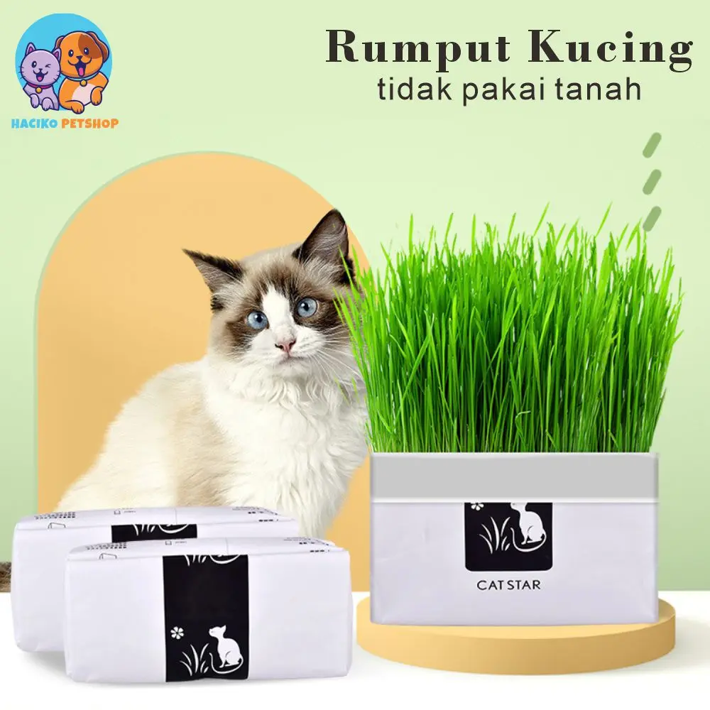 [HACIKO PETSHOP] Rumput Kucing Paket Tumbuh Benih Gandum Premium Cat Wheat Grass-Paket Tumbuh Benih Gandum Premium Rumput Kucing