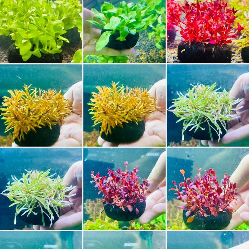 Cây thủy sinh Gắn giá thể sẵn - cây cắt cắm chỉ việc thả vào bể không cần CO2